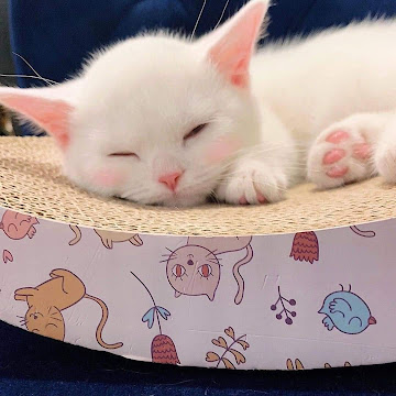 Profile photo of UwU kewt